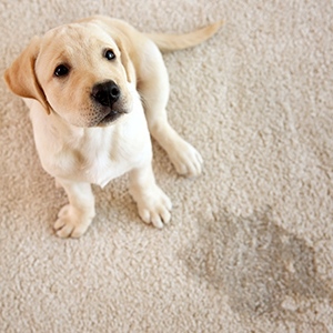 Best Carpet Cleaners For Pets
