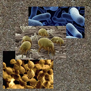 More Bacteria